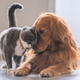 Illustration for article titled Last Call: Aren’t we all emotional support animals?